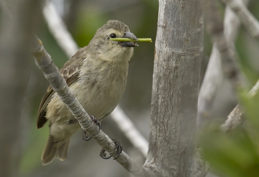 Woodpecker Finch The Most Extreme Wiki Fandom