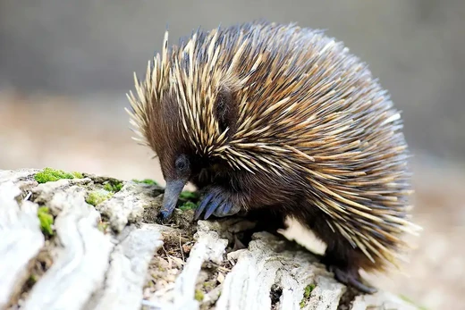 Echidna | The Most Extreme Wiki | Fandom