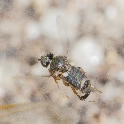 Phorid Fly The Most Extreme Wiki Fandom