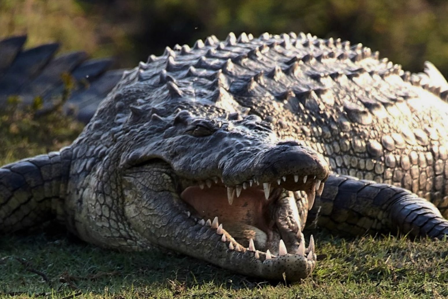 Desktop Wallpapers Crocodiles Underwater world Animals 1920x1080