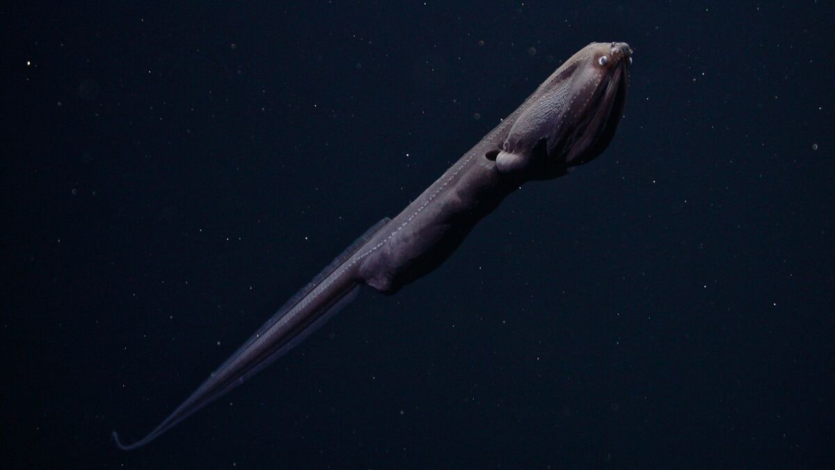Gulper Eel | The Most Extreme Wiki | Fandom