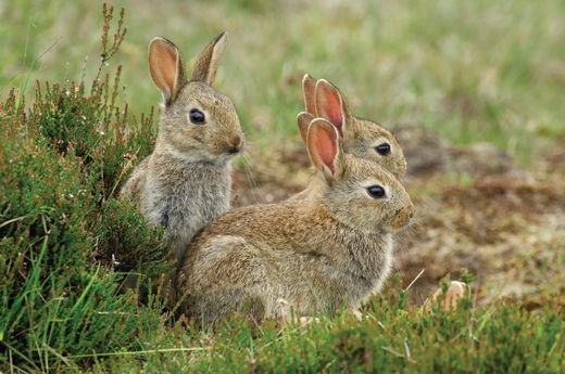 Settlers-European-wild-rabbits-Australia-country