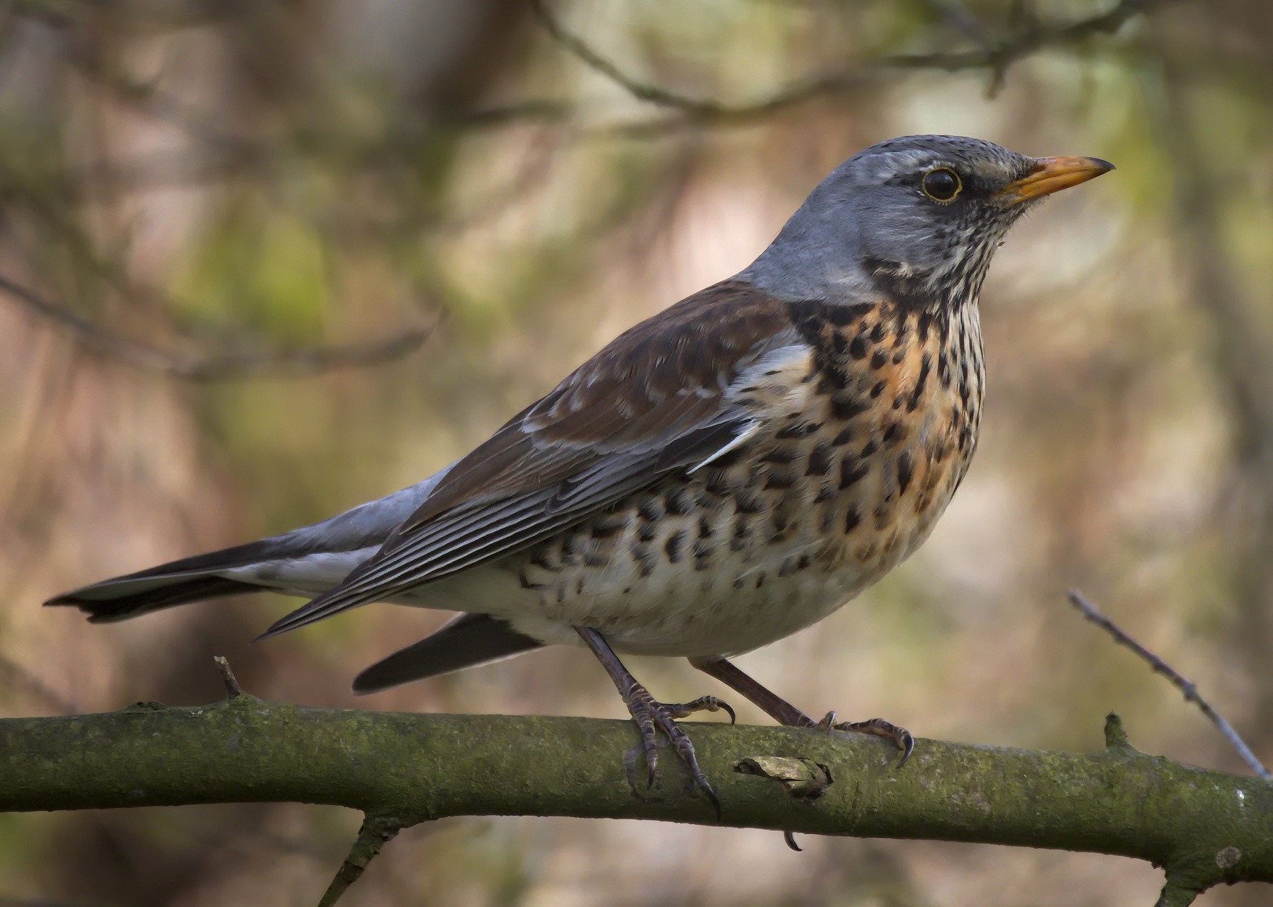 Thrush (bird) - Wikipedia