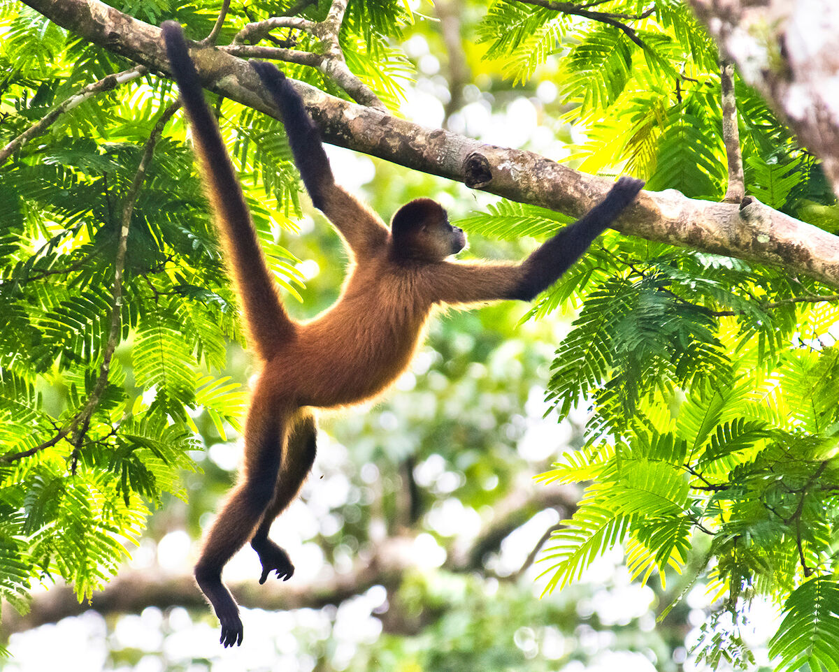 Где обитают шимпанзе. Паукообразная обезьяна Африки. Обезьяна на ветке. Обезьяна на дереве. Обезьяна на Лиане.