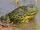 African Bullfrog