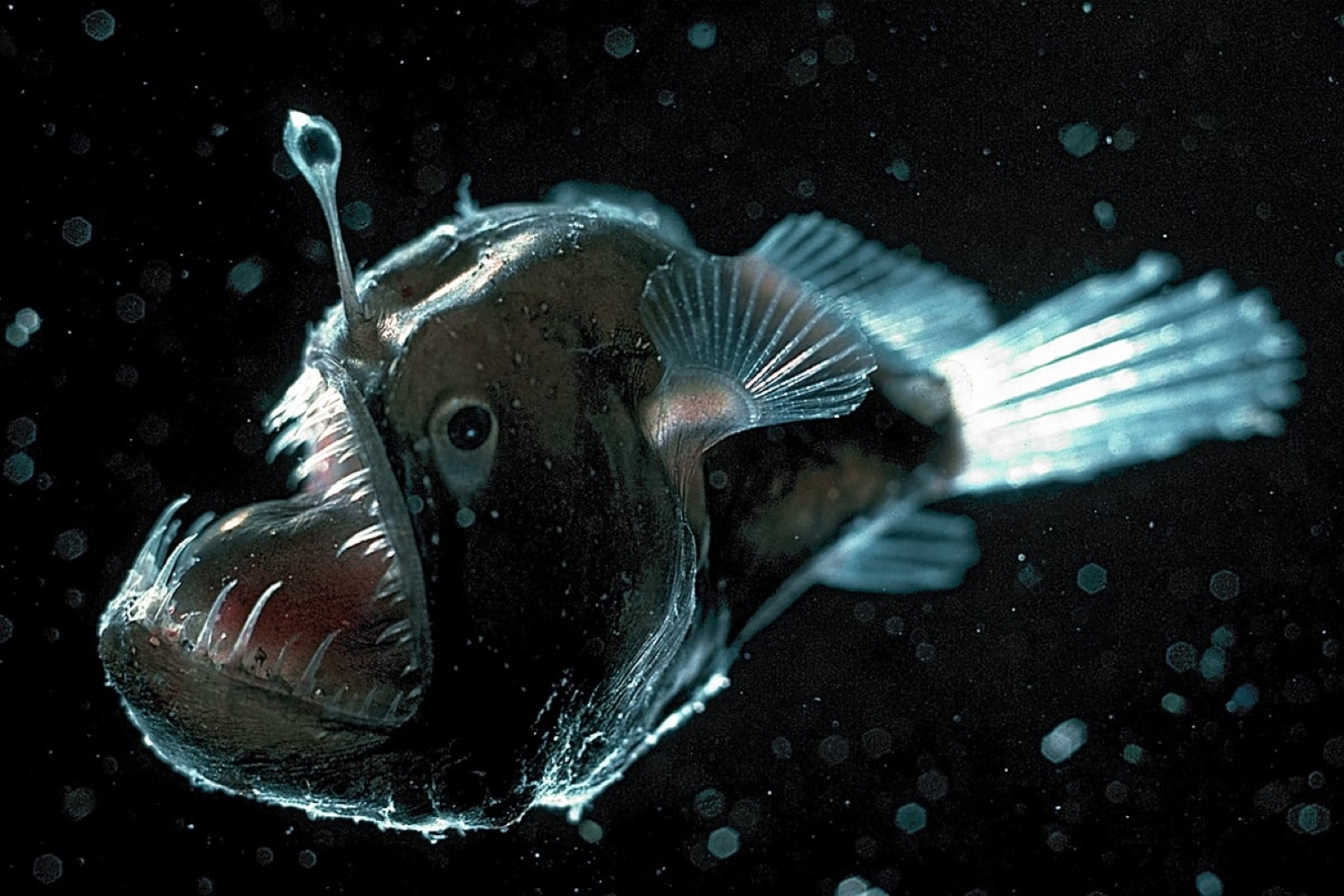 Anglerfish, The Most Extreme Wiki