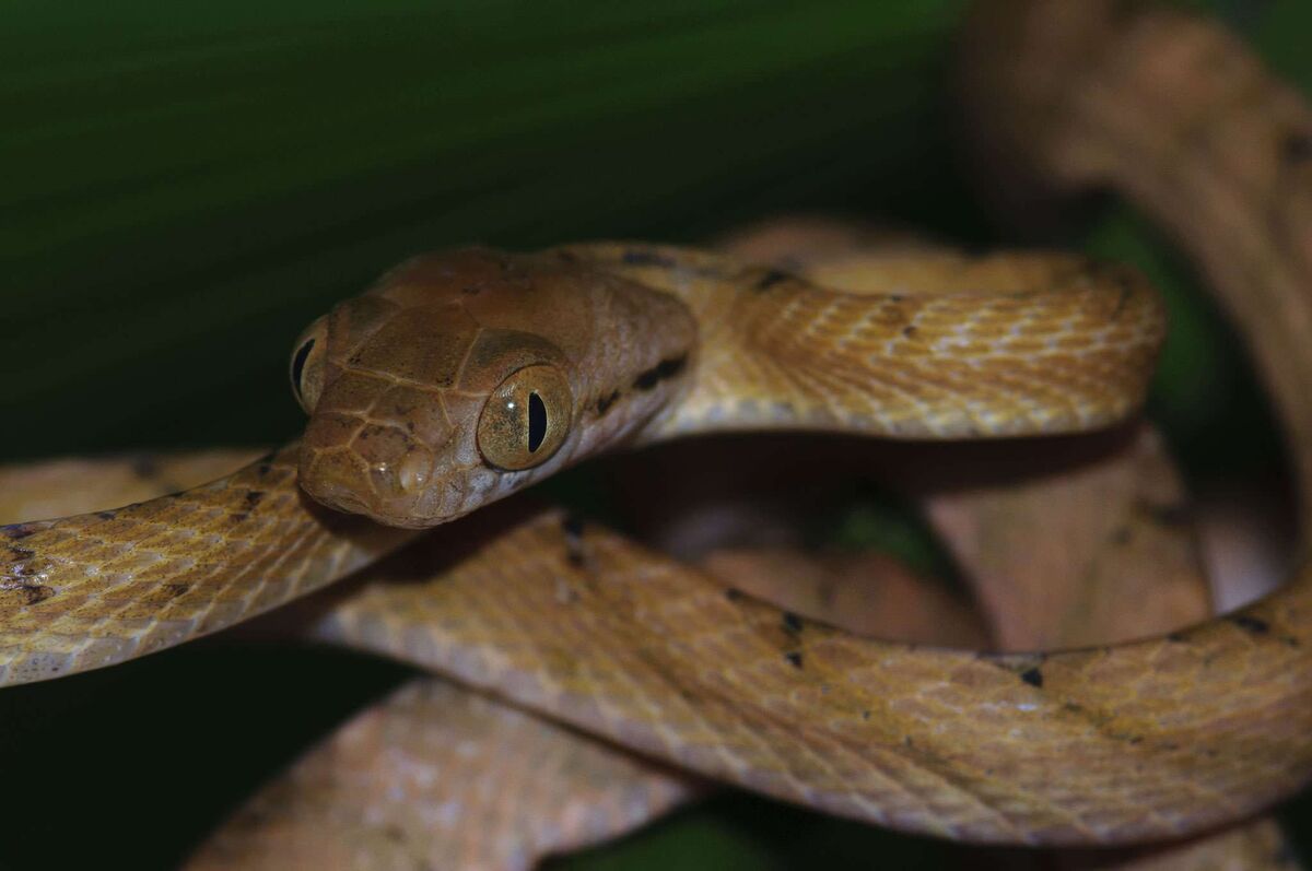 Самая быстрая змея ужеобразных. Boiga irregularis. Коричневая бойга. Коричневая бойга змея. Бойга бурая.