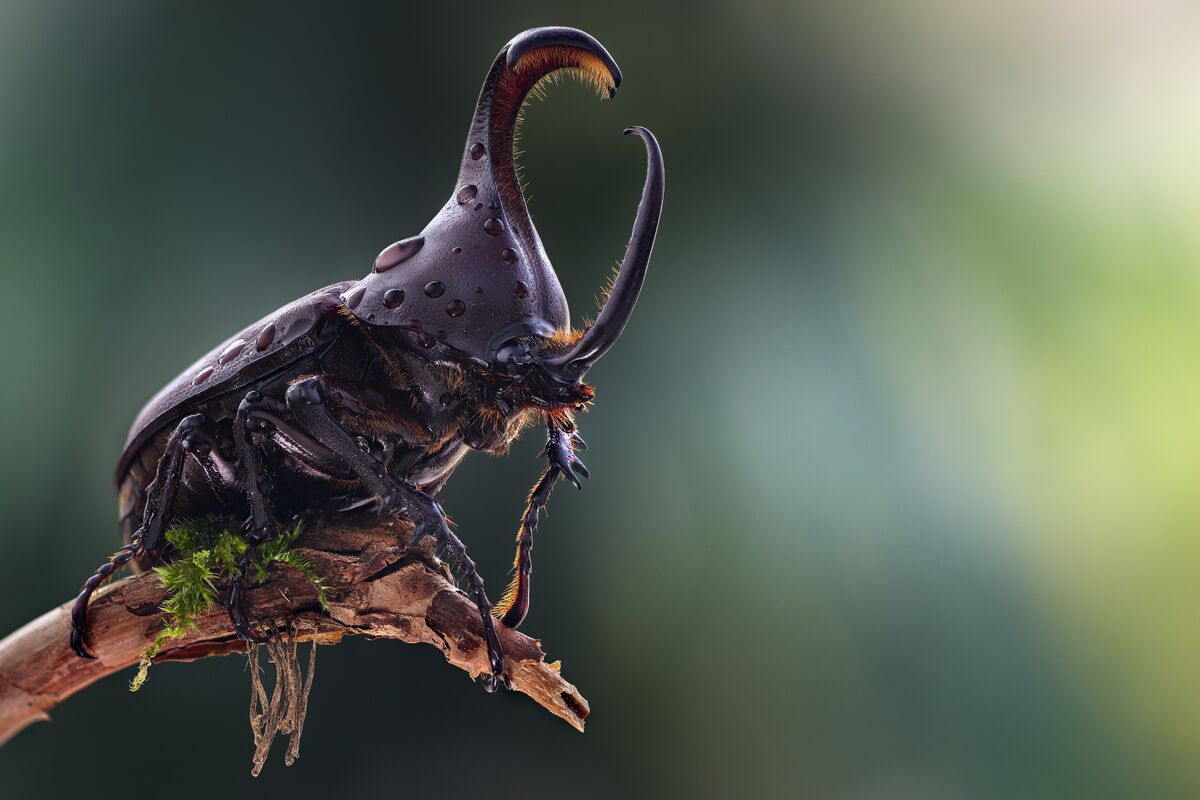 昆虫標本。 5 HORN RHINOCEROS BEETLE  . Rare Giant 5 Horn Rhino/Rhinoceros Beetle, Eupatorus