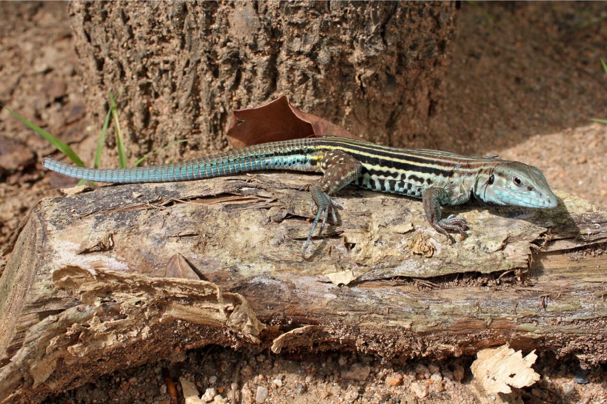blue whiptail lizard