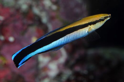 Bluestreak cleaner wrasse - Wikipedia