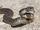 Eastern Brown Snake