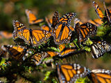 Monarch Butterfly