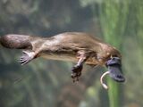 Platypus