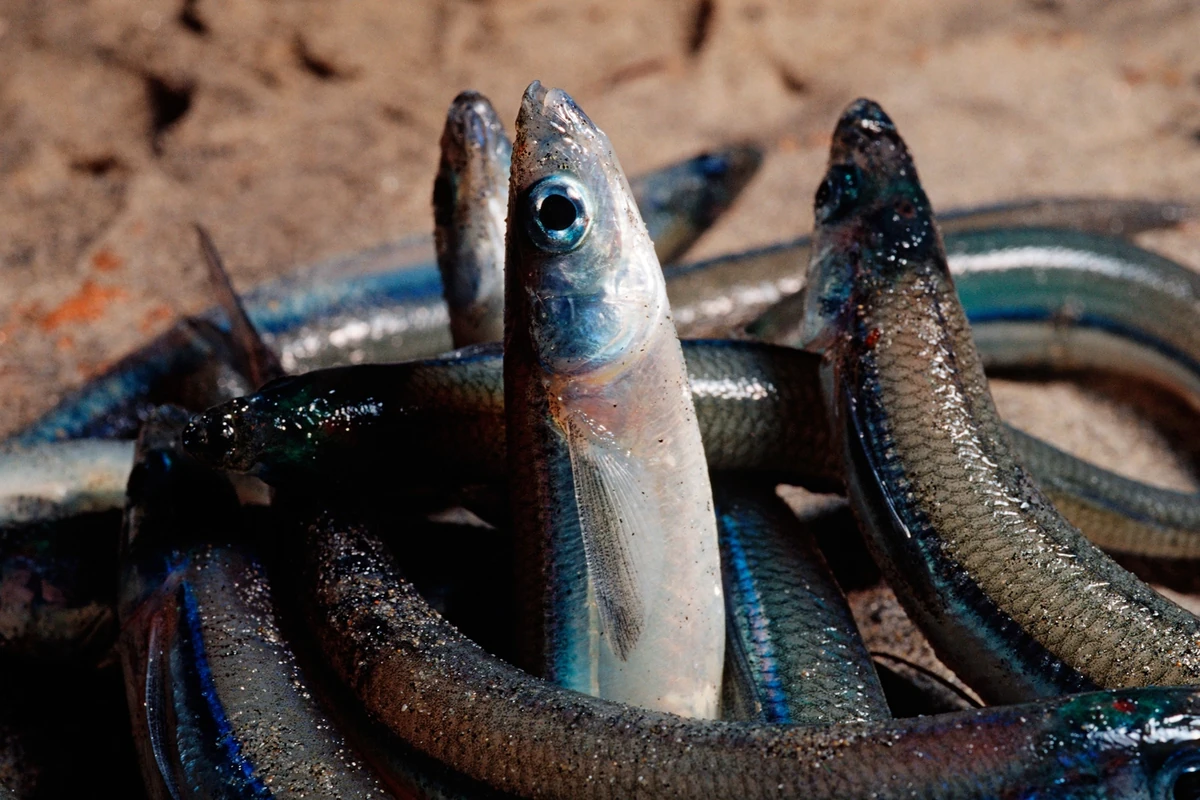 Grunion The Most Extreme Wiki Fandom