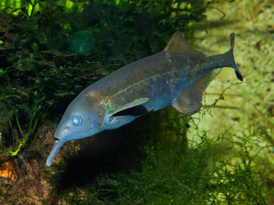 Elephantfish | The Most Extreme Wiki | Fandom