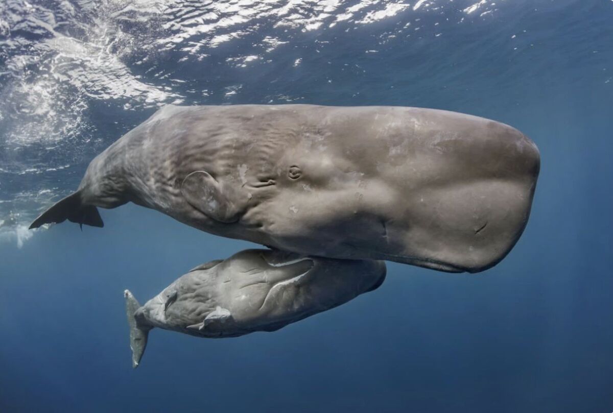 Sperm Whale | The Most Extreme Wiki | Fandom