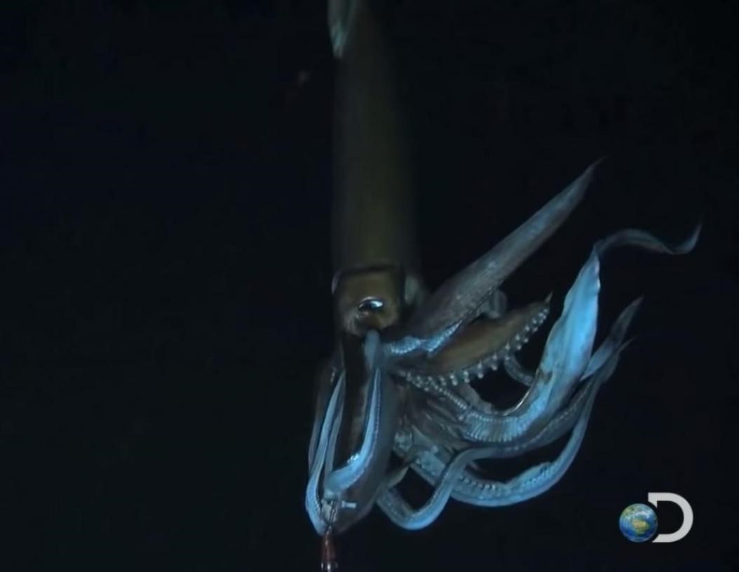 worlds largest squid ever caught