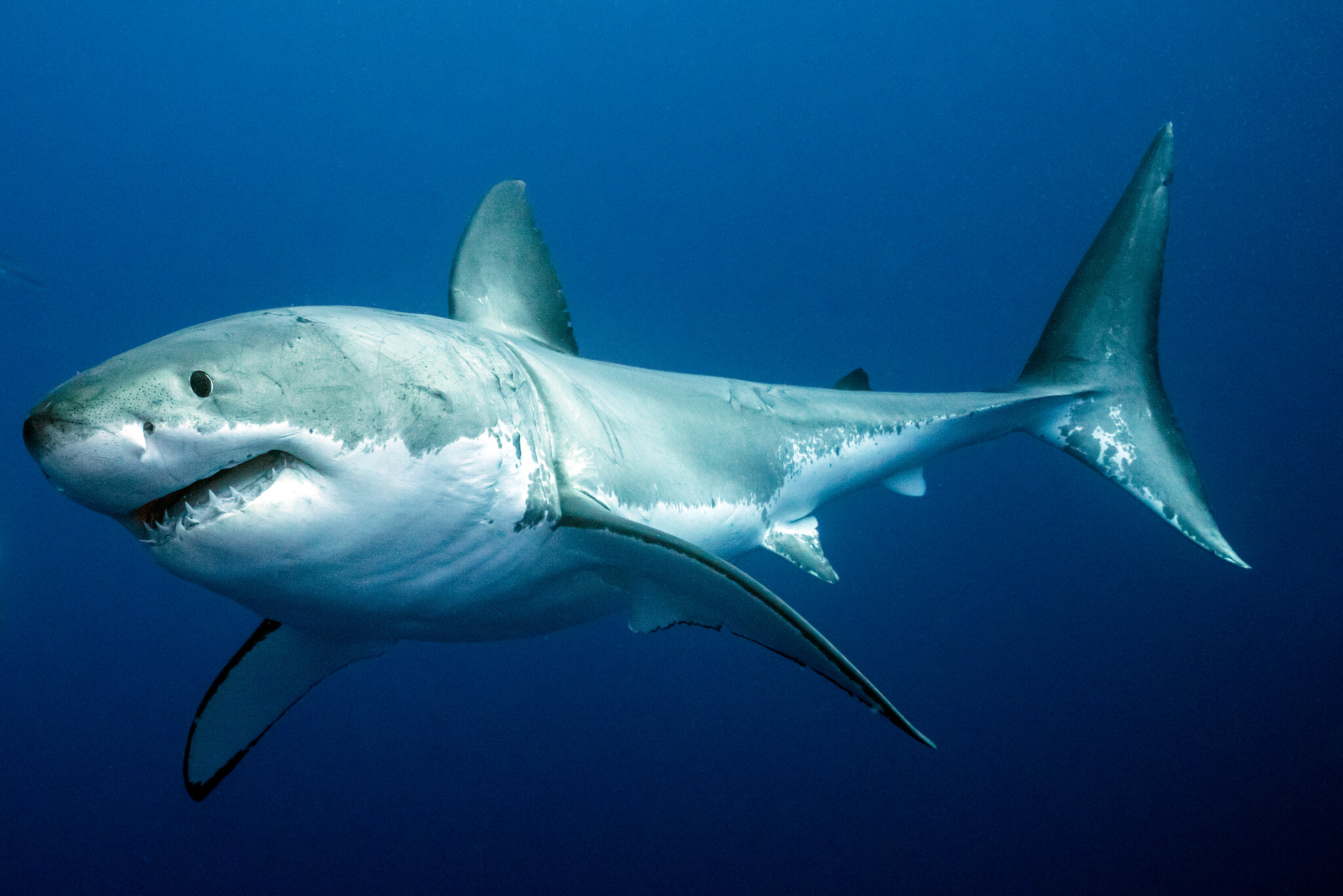Great white shark - Wikipedia