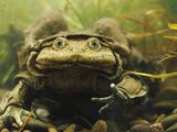 Titicaca Frog