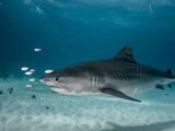 Tiger Shark