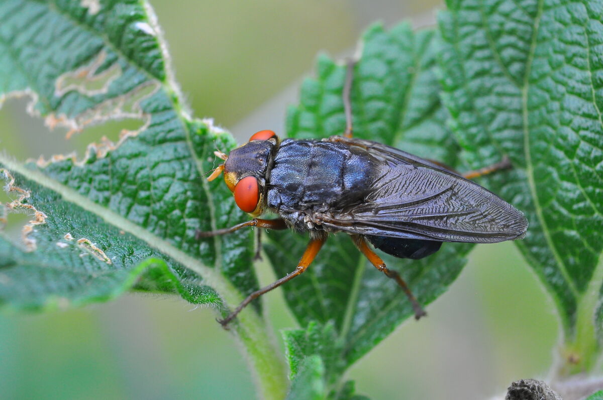 Nose Bot Flies Oestrinae - Black Flies - Insectomania