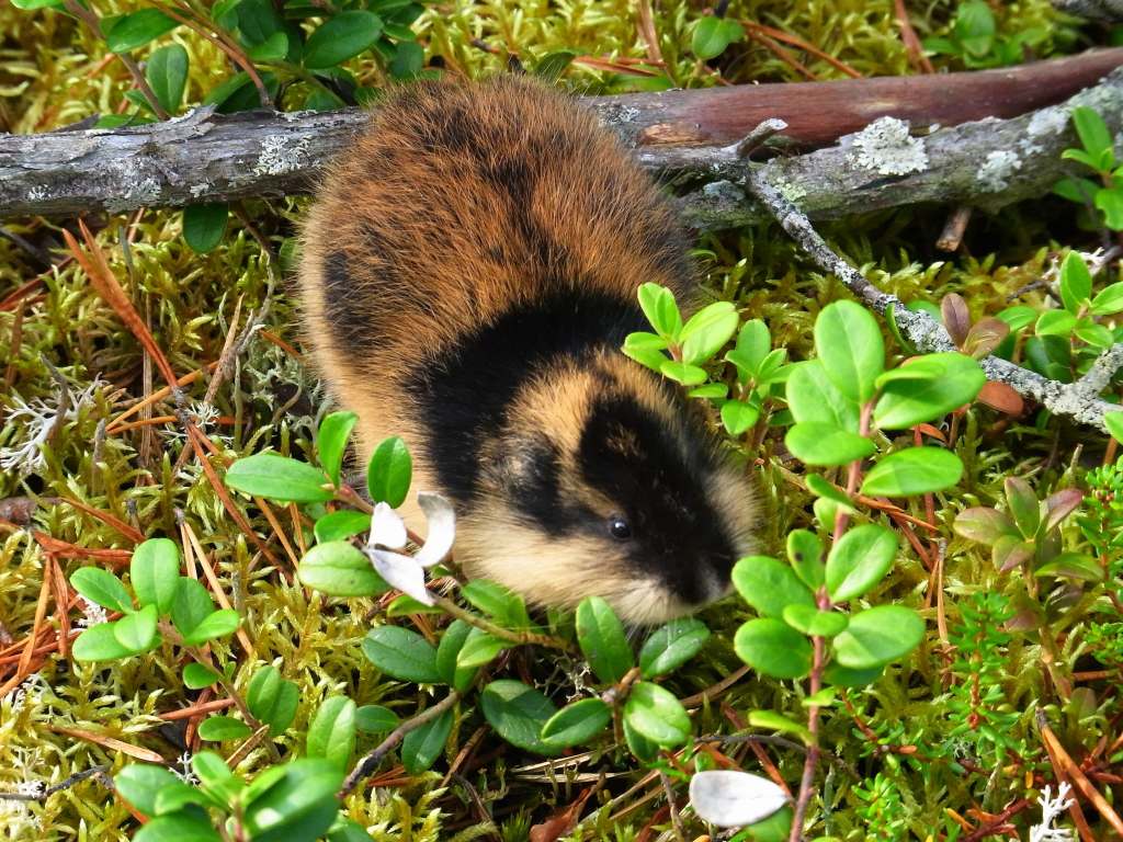 Lemming | The Most Extreme Wiki | Fandom Lemming | The Most Extreme Wiki | Fandom