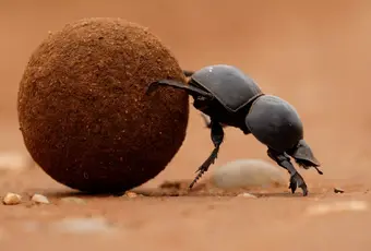 Dung Beetle | The Most Extreme Wiki | Fandom