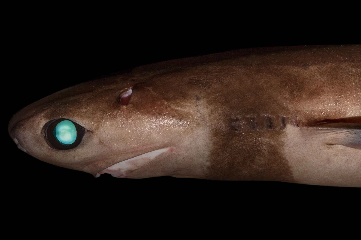 CookieCutter Shark The Most Extreme Wiki Fandom
