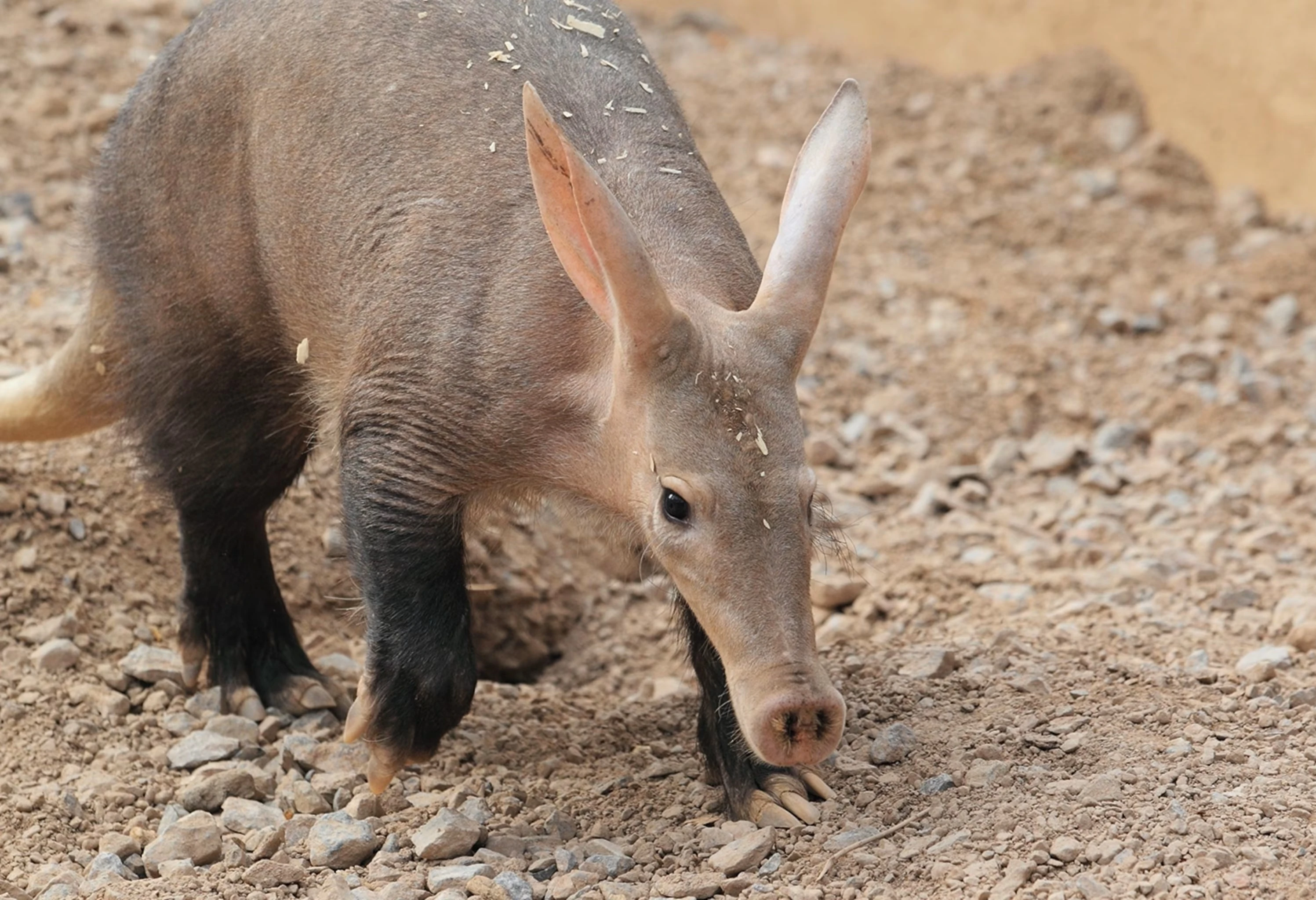 latest?cb=20230825234021