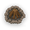 Campfire.png
