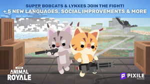 Bobcatt lynx.jpg