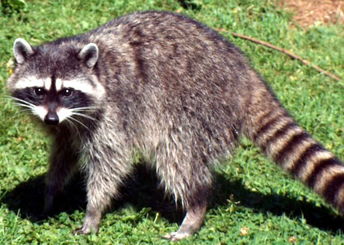 North American Raccoon | Animals Wiki | Fandom North American Raccoon | Animals Wiki | Fandom
