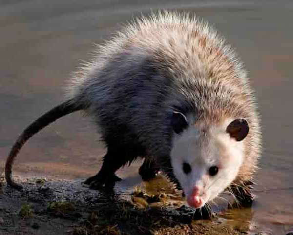 Opossum - Wikipedia