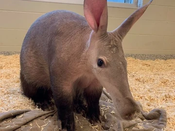 450?cb=20190824131340