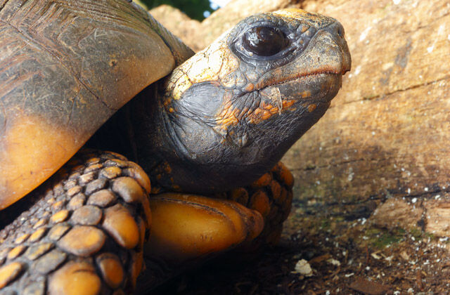 The Yellow-Footed Tortoise (Chelonoidis denticulatus) Care and Information  – Crazy Plants Crazy Critters