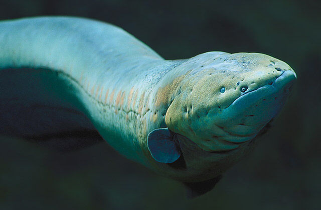 Deadliest Electric Fish Species  World's Most Dangerous Electric