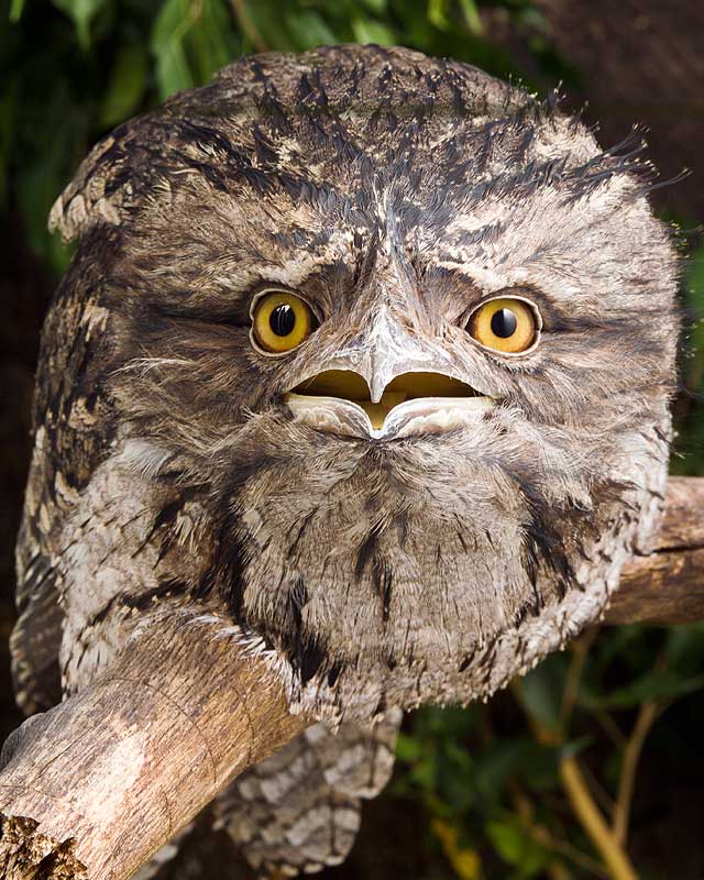 frogmouth owl black eyes