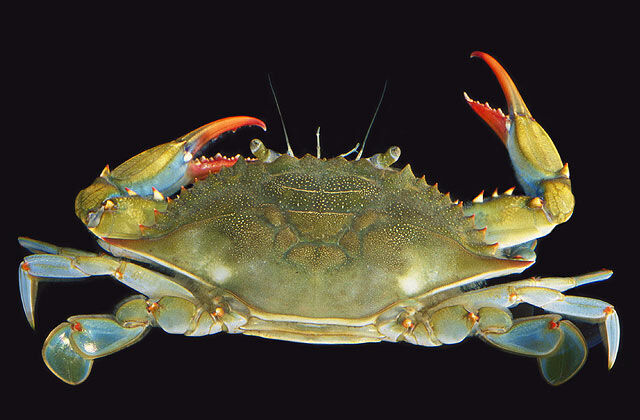 Blue Crab, Callinectes sapidus - SDV