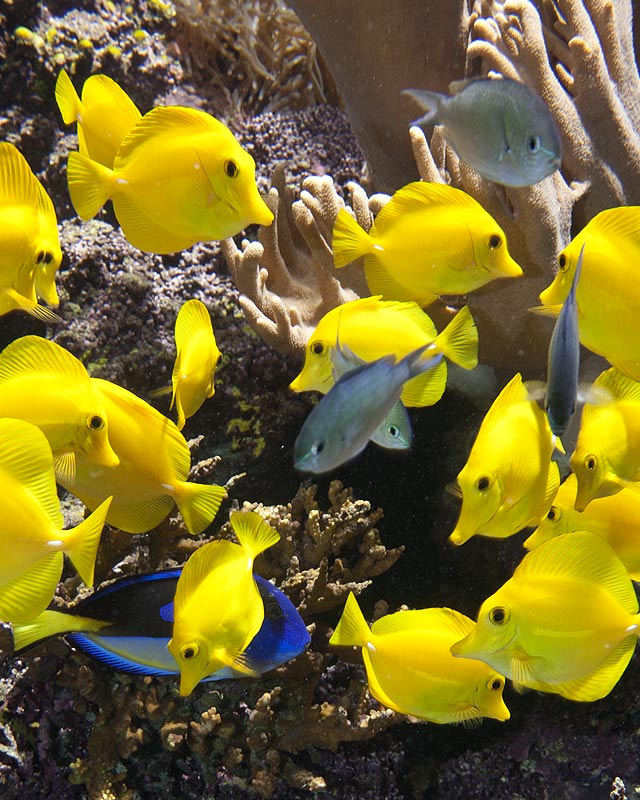 4 Tangs For Beginners, Aquarium Livestock Help