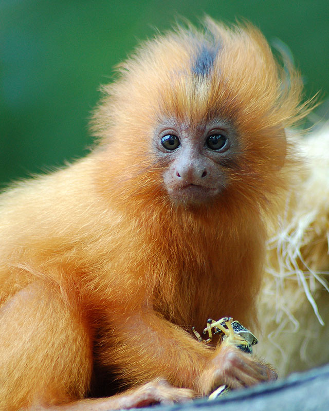 Golden lion tamarin