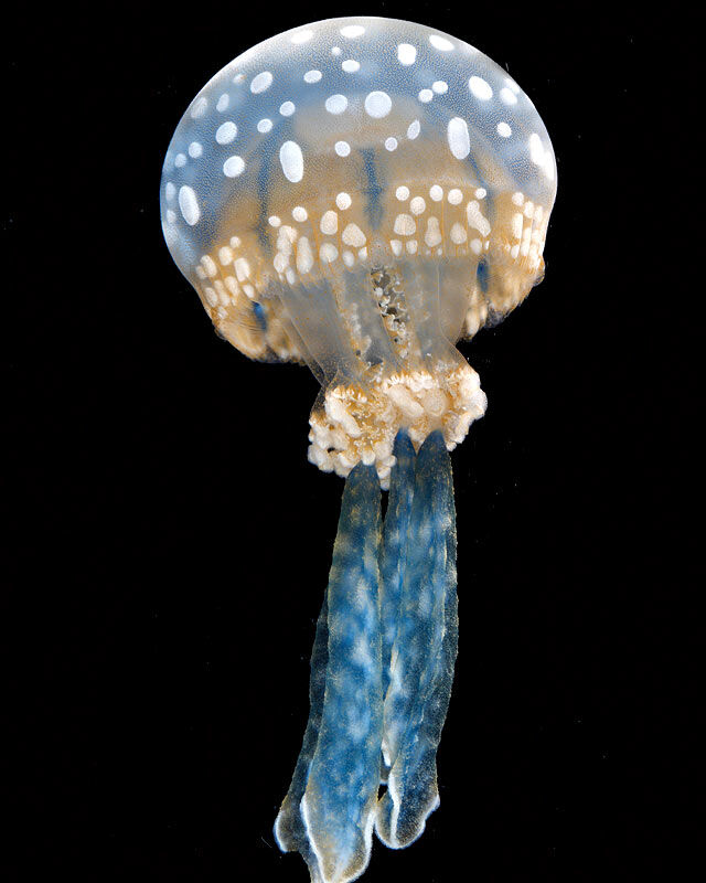 spotted lagoon jellyfish