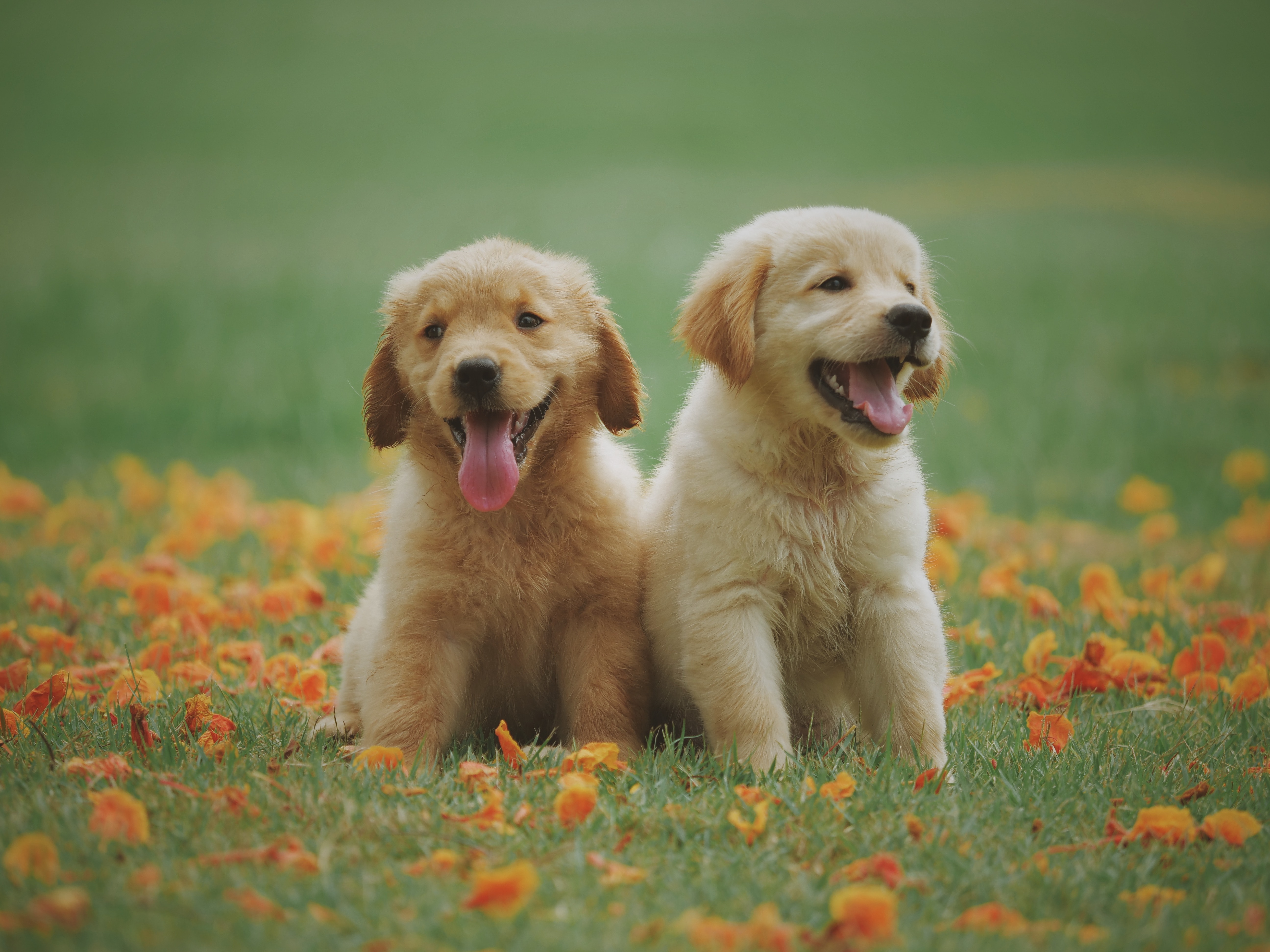 Dog | Animals and Pets Wiki | Fandom Dog | Animals and Pets Wiki | Fandom