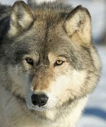 GrayWolf