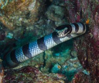Sea Snake | Animals. Animals, Animals! Wiki | Fandom