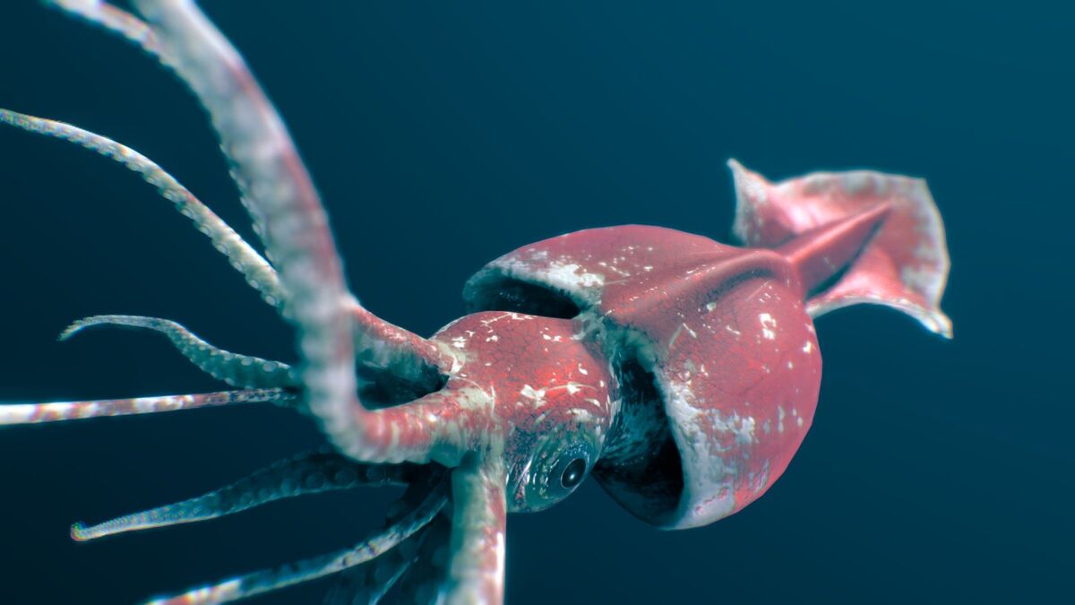 Colossal Squid | Animals. Animals, Animals! Wiki | Fandom