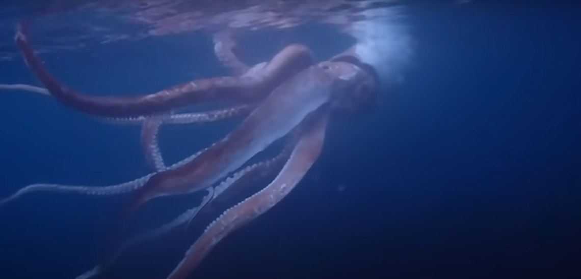 Giant Squid | Animals. Animals, Animals! Wiki | Fandom