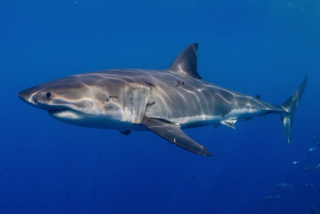 Great White Shark | Animals. Animals, Animals! Wiki | Fandom