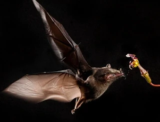 Tube-Lipped Nectar Bat | Animals. Animals, Animals! Wiki | Fandom