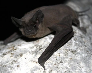 Mexican Free-Tailed Bat Animals. Animals, Animals! Wiki Fandom