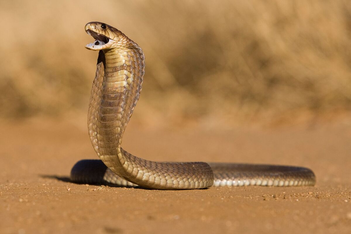 Cobra | Animals. Animals, Animals! Wiki | Fandom
